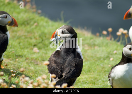 Dh Puffin Fratercula arctica ALKEN UK mit Nahrungsmitteln Papageientaucher Kolonie Vögel Fische fangen Bill Mund Stockfoto