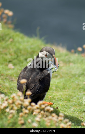 Dh Fratercula arctica ALKEN UK Papageitaucher mit Sand Aale essen auf Grasbewachsenen clifftop Shetland Schottland vogel vögel Stockfoto