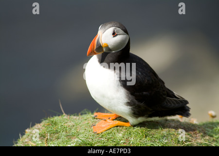 dh Puffin AUKS UK Fratercula arctica auf grasbewachsenen Clifftop-Kolonie In der Nähe von brütenden Höhlen schließen einzelne Vögel 1 Stockfoto