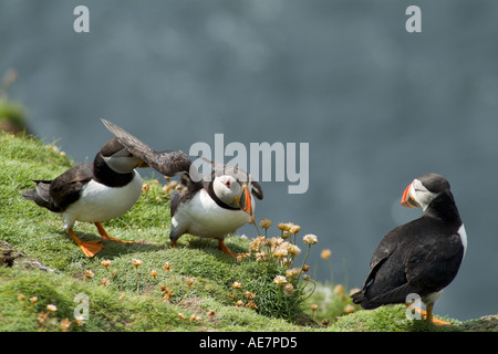 dh Puffin AUKS UK Fratercula Arctica landende Papageitaucher auf grasbewachsenen Clifftop-Kolonie in der Nähe von Höhlen Felsvorsprünge Vögel shetland brütende Klippe Stockfoto