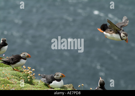 dh Fratercula Arctica Papageitaucher AUKS SCOTLAND Papageientaucher auf Clifftop Kolonie fliegen von Klippen Shetland Inseln Insel Klippen uk Inseln Stockfoto