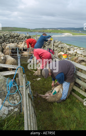 dh WEST BURRA SHETLAND Farmers färben ihre Shetland-Schafe in Schafen Pen Farm Worker Farmhandscheren uk ländlichen schottland Menschen Herde Stockfoto