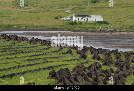 dh EAST BURRAFIRTH SHETLAND Feld von maschinell geschnittenen Torfstapeln Trocknen schottland Croft House Island Schneiden fossilen Brennstoff Extraktion Stockfoto