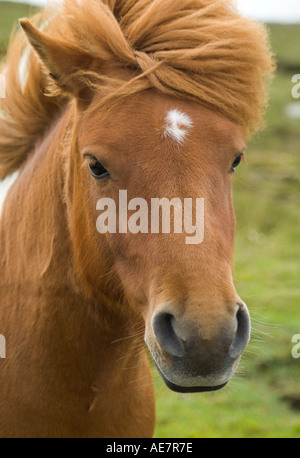 dh SHETLAND PONY UK Piebald shaggy haired Ponys Kopf nur Stellen Sie sich Tierpferd aus der Nähe Blick in die Kamera schottland Stockfoto