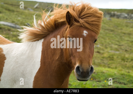 dh SHETLAND PONY UK Piebald shaggy haarige Ponys Kopf und Schultern Stammbaum Tier gezüchtet schottland Blick in die Kamera Stockfoto