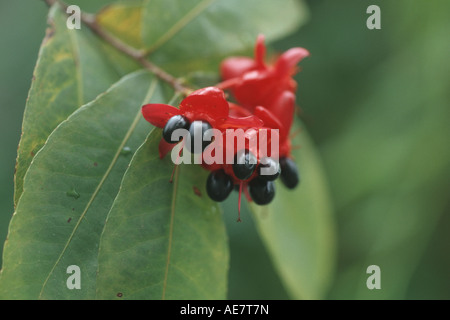 Ochna, Mickey Mouse Plant, Vogelperspektive Bush (Ochna Kirkii), Obst Stockfoto