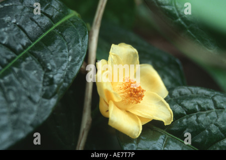 Gelbe Kamelie (Camellia Nitidissima), Blume Stockfoto