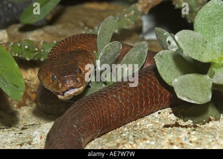 Mozambique-Speikobra (Naja Mossambica), portrait Stockfoto