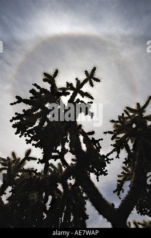 Teddy Bär Kaktus (Opuntia Bigelowii), Sonne Heiligenschein über ein paar Pflanzen in der Wüste, USA, Arizona, Tucson Stockfoto