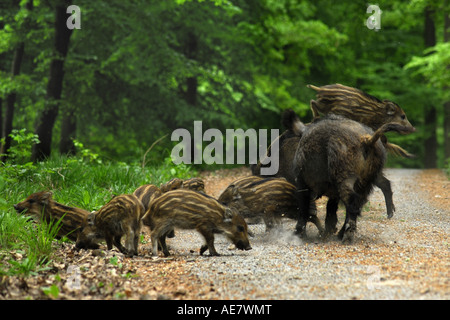 Wildschwein, Schwein, Wildschwein (Sus Scrofa), sät mit jungen, Deutschland, Baden-Württemberg Stockfoto