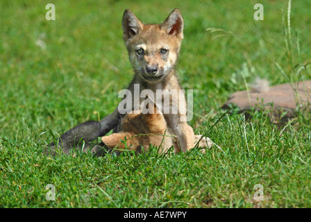 Europäische graue Wolf (Canis Lupus Lupus), Cubs, Deutschland Stockfoto