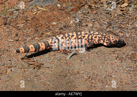 Gila Monster (Heloderma Suspectum), ausgeführt mit erhobenen Schweif, USA, Arizona, Phoenix Stockfoto