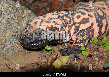 Gila Monster (Heloderma Suspectum), Porträt, USA, Arizona, Phoenix Stockfoto