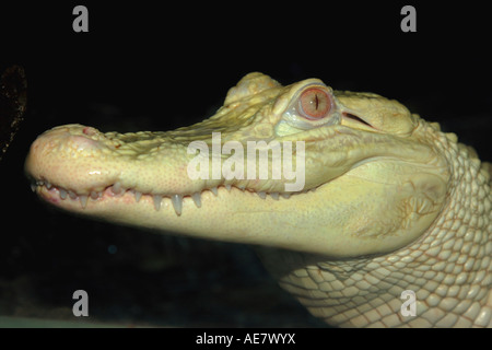 Amerikanischer Alligator (Alligator Mississippiensis), weiße Alligator, albino Stockfoto