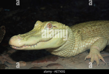 Amerikanischer Alligator (Alligator Mississippiensis), weiße Alligator, albino Stockfoto