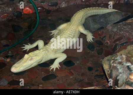 Amerikanischer Alligator (Alligator Mississippiensis), weiße Alligator, albino Stockfoto