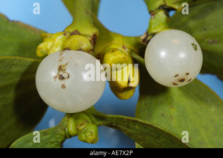 Mistel (Viscum Album Subspecies Album), Beeren, Deutschland, Bayern Stockfoto