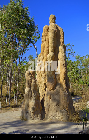 Magnetic Termite (Amitermes Meridionalis), Termite Hill, Australien, Northern Territories, Litchfield NP Stockfoto