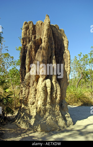 Magnetic Termite (Amitermes Meridionalis), Termite Hill, Australien, Northern Territories, Litchfield NP Stockfoto