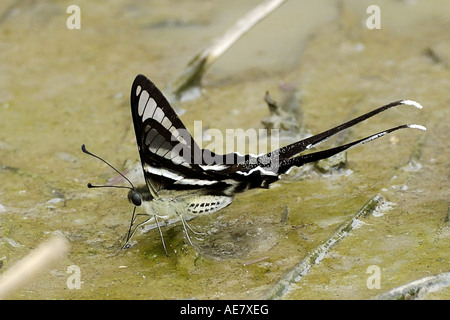 Weiße Dragontail, Schwalbenschwanz (Lamproptera Curius Curius), trinken, Thailand Stockfoto