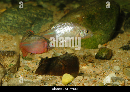 Bitterling (Rhodeus Amarus, Rhodeus Fühler), laichen in einen Schwan-Muschel Stockfoto