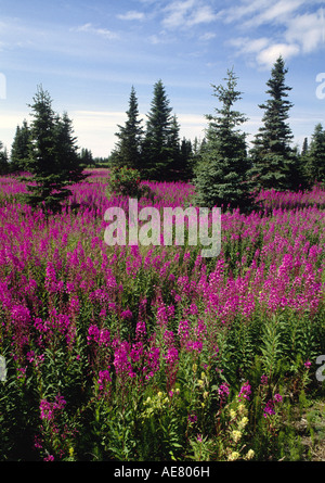 Weidenröschen, blühenden Sally, Rosebay Weide-Kraut, große Weide-Kraut (Epilobium Angustifolium, Chamaenerion Angustifolium), bloomin Stockfoto