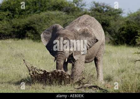 Afrikanischer Elefant (Loxodonta Africana), Youg Elefant im Schlammbad, Namibia, Etosha NP Stockfoto