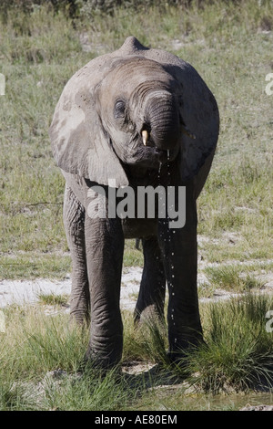 Afrikanischer Elefant (Loxodonta Africana), Youg Elefant im Schlammbad, Namibia, Etosha NP Stockfoto