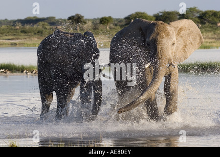 Afrikanischer Elefant (Loxodonta Africana), Gezänk Bullen in Wasser, Namibia, Etosha NP Stockfoto