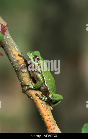 Sardische Laubfrosch, Tyrrhenische Laubfrosch (Hyla Sarda), sitzt auf einem Stein, Italien, Sardinien Stockfoto