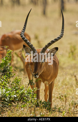 Gemeinsamen Wasserbock Stier Masai Mara Kenia Juni 2006 Stockfoto