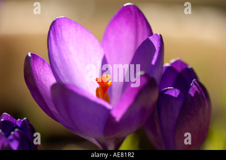 Crocus Ruby Giant Stockfoto