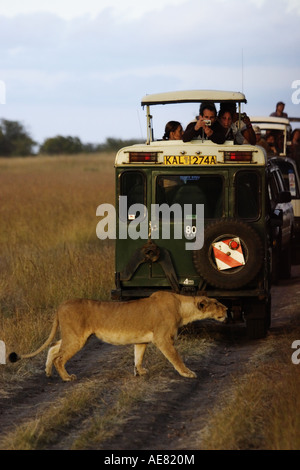 Begegnung zwischen einem Löwen Jagd und Safari Masai Mara Kenia Touristen Juni 2006 Stockfoto