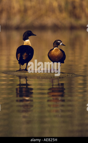 "Berg-Ente-paar" "South Australia", vertikal, Stockfoto