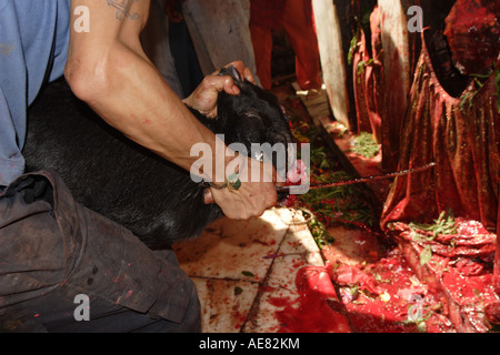 Eine Ziege wird am Dakshinkali Tempel außerhalb Kathmandu Nepal geopfert Stockfoto