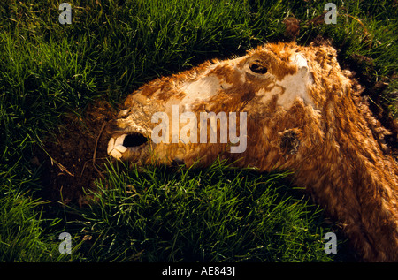 Tote Pferd Australien Stockfoto