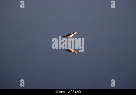 Trauerschnäpper oder Gleitaar Stelzenläufer, South Australia, Horizontal, Stockfoto