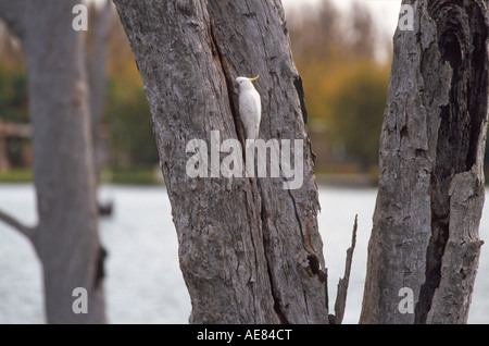 Schwefel-crested Cockatoo in Toten Eukalyptus-Baum für Verschachtelung Australien verwendet, Stockfoto