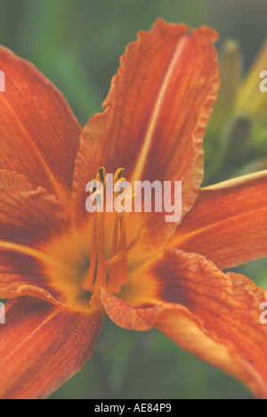 Farbe orange Stockfoto