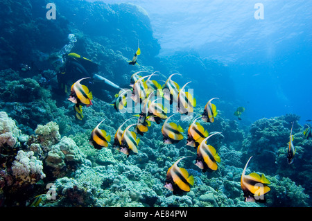 School of Longfin Bannerfish und scubadiver Stockfoto