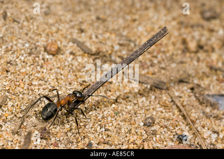 Holz Ameise Formica Rufa Carriying nisten wieder zum Maulden Holz Bedfordshire verschachteln Stockfoto