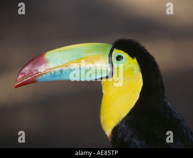 Porträt eines Kiels abgerechnet Toucan eine gemeinsame Einwohner die meisten Costa Rica Regenwälder Stockfoto