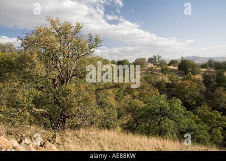 Ausläufer der Huachuca Mountains, abseits der landschaftlich schönen Arizona State Route 83, Süd-Arizona Stockfoto