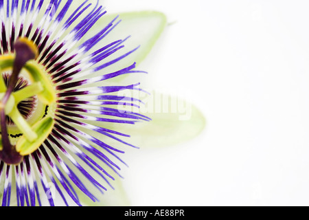 Passiflora Caerulea. Passionsblume auf weißen abstrakt Stockfoto