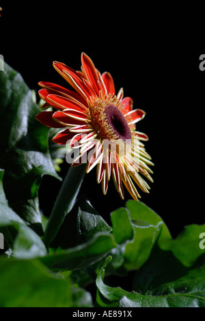 Einen einzigen Stamm der Gerbera Jamesonii - Barberton-Gänseblümchen, Transvaal Daisy. Stockfoto