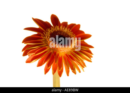 Einen einzigen Stamm der Gerbera Jamesonii - Barberton-Gänseblümchen, Transvaal Daisy. Stockfoto