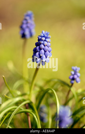 Die Feinwäsche Blümlein der Trauben Hyazinthe - Muscari Armeniacum Stockfoto