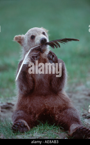 Brown Bear Cub mit Adlerfeder Stockfoto