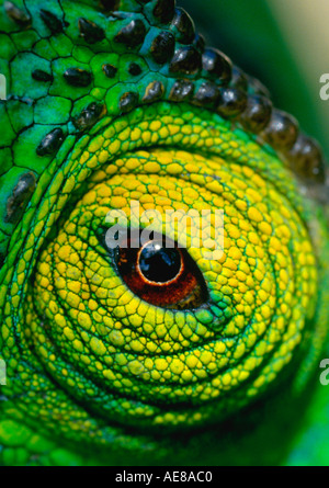 Parsons Chamäleon-Auge Stockfoto