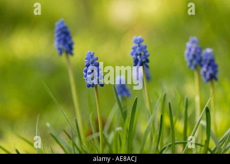 Die Feinwäsche Blümlein der Trauben Hyazinthe - Muscari Armeniacum Stockfoto